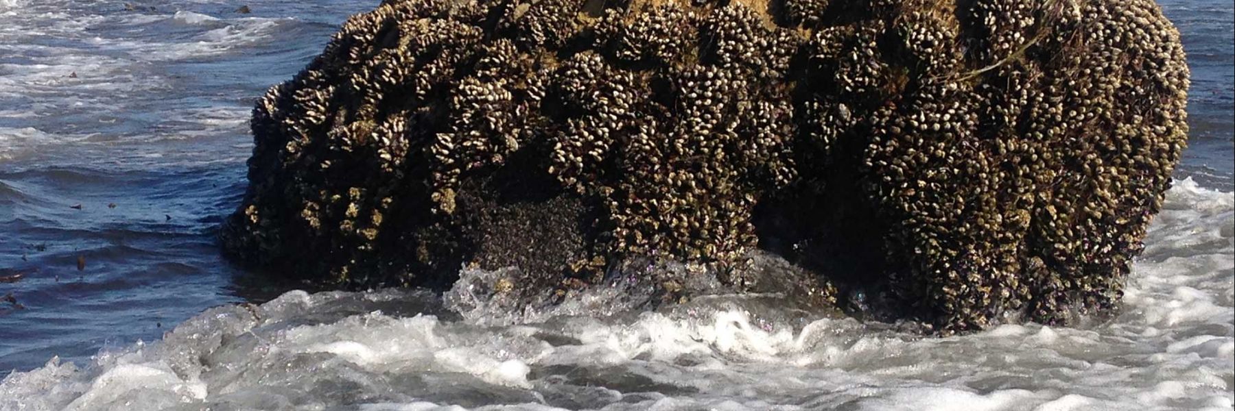 Mussels at low tide. Credit: Emma Filippidi