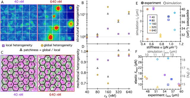 Images, simulations and data showing motor-driven phase separation in the network