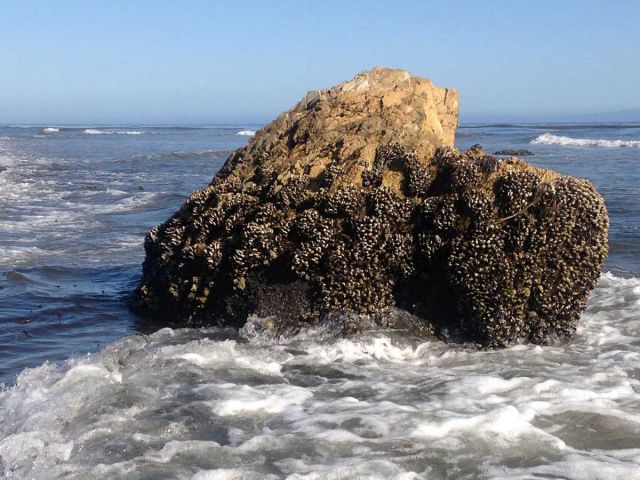 Mussels at low tide.  Credit:  E. Filippidi