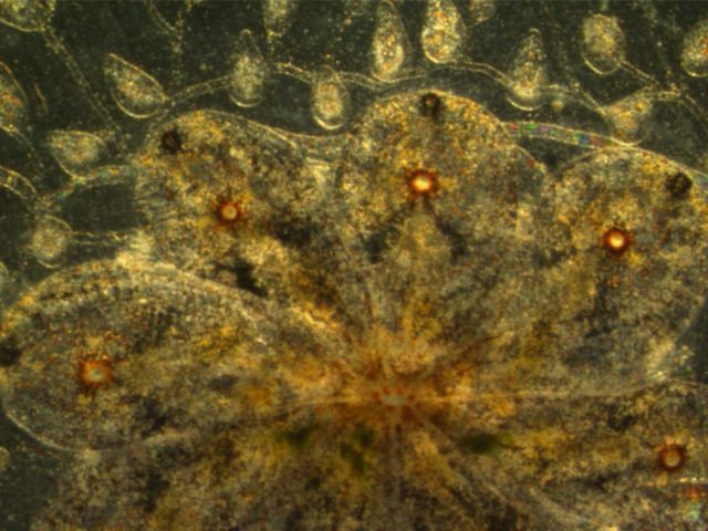 Botryllus vasculature.