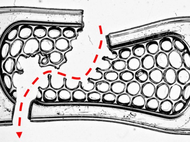 Crack propagation in macroporous polymer-polymer composite.