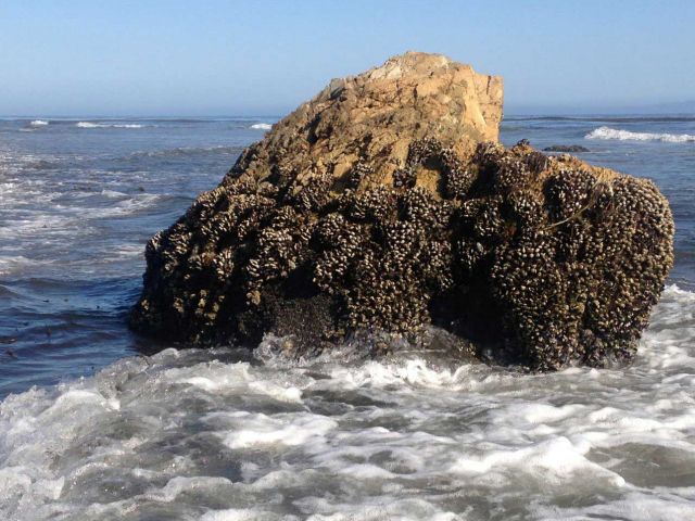 Professor Valentine gives Plenary Address