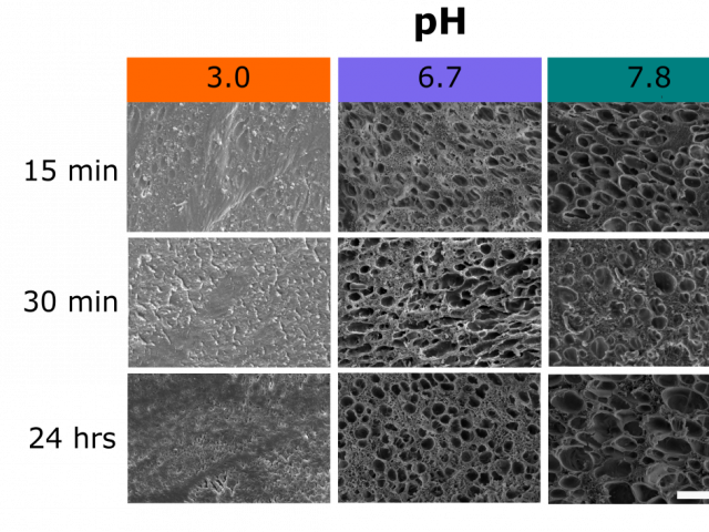 Effects of sea water pH on marine mussel plaque maturation