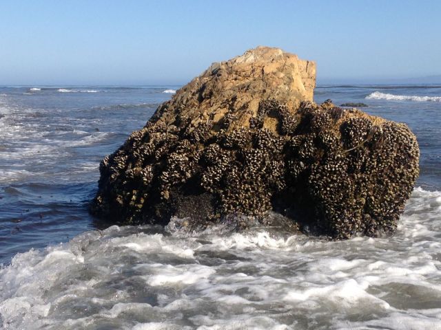 Mussels in intertidal zone