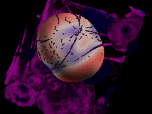 Schematic of cell force sensor